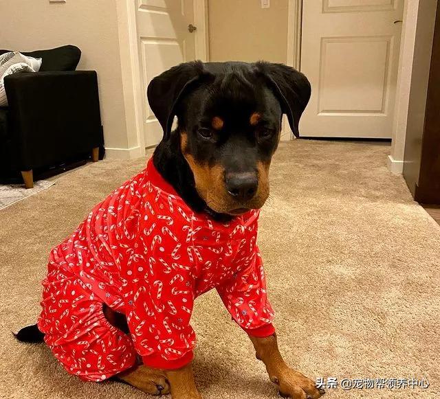 小狗未拴绳遭大狗撕咬罗威纳,女童被大狗撕咬事件后续罗威纳