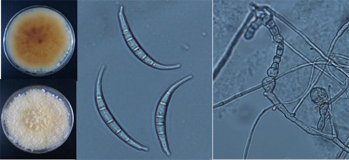 镰刀菌:土传病害的元凶，学会这一招，重茬，死苗不再怕！