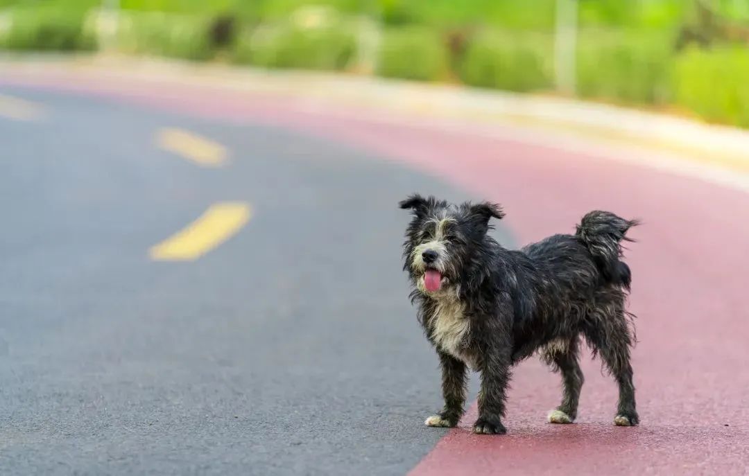 在路边捡到的流浪狗该怎么抚养,路边的流浪狗能领养么