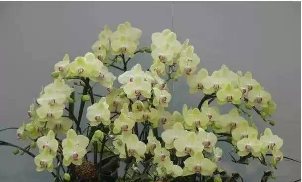 极品中的精品兰花,带你回忆天价兰花蕙兰篇