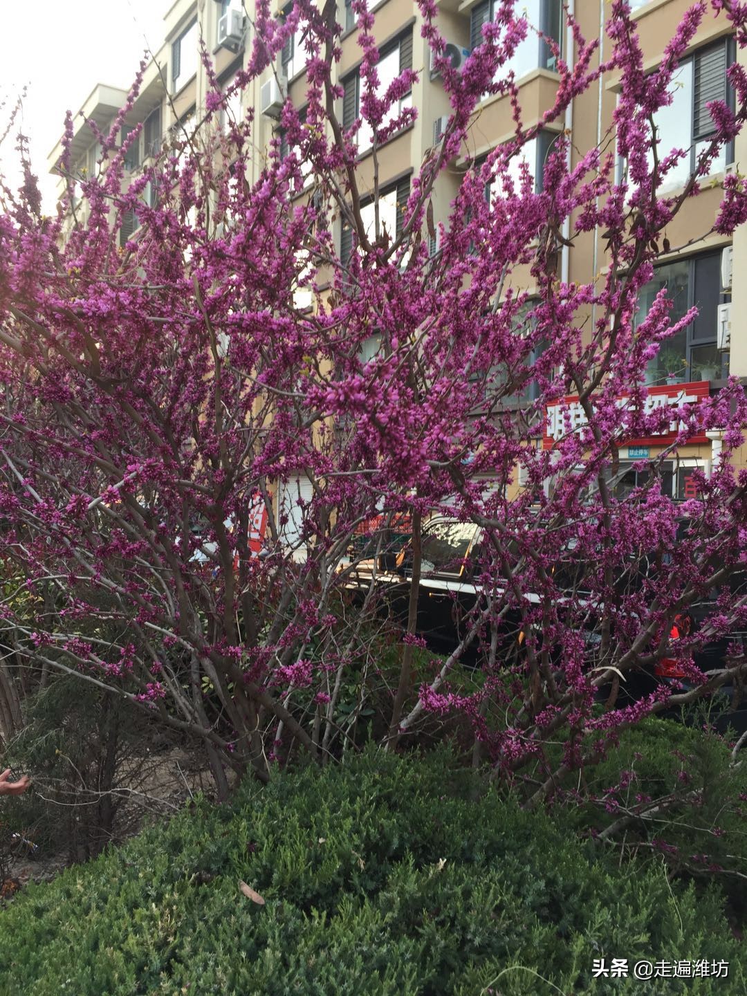 潍坊寒亭恒信首府商铺,潍坊寒亭恒信首府地址