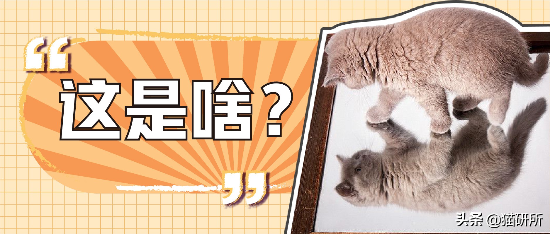 猫咪照镜子看自己,猫咪照镜子是什么样子图片