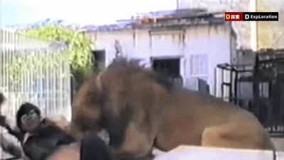 遇到猛兽如何自救100字,面对大型猛兽如何自救