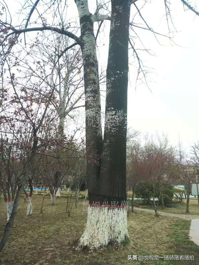 山东聊城，酷树犹如美女的大长腿，连拍照者都称奇