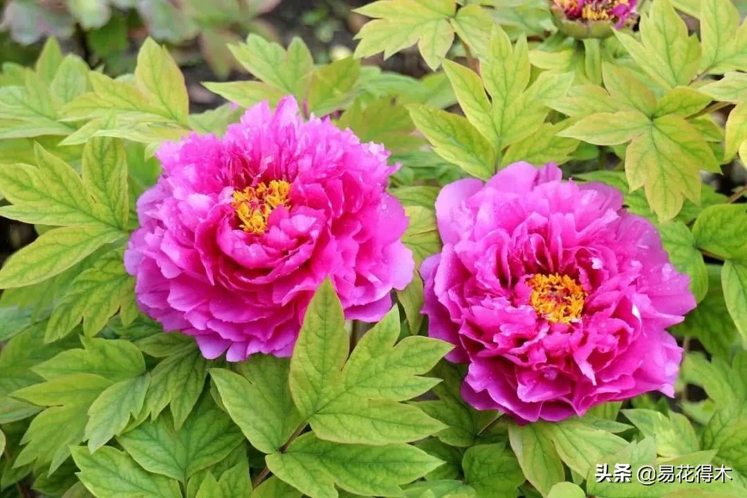 牡丹和观赏牡丹区别,牡丹的形态特征与什么花不同