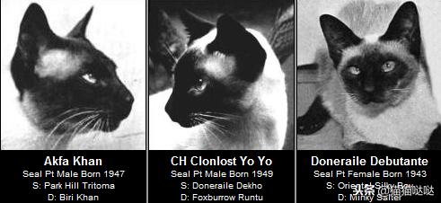 养猫新手买猫注意什么,新手养猫和买猫的注意事项