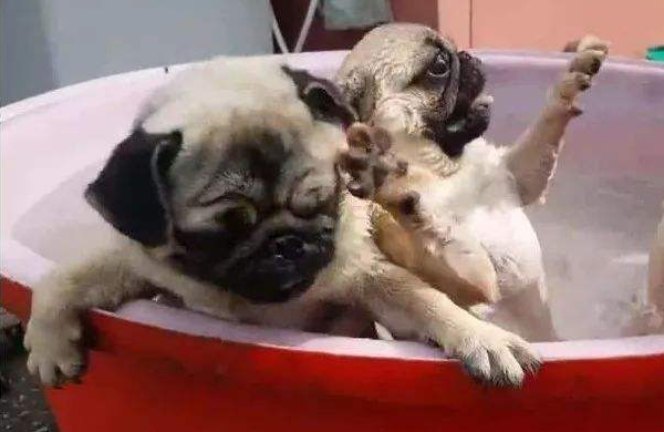 狗狗害怕洗澡怎么训练,狗狗害怕洗澡怎么训练它听话