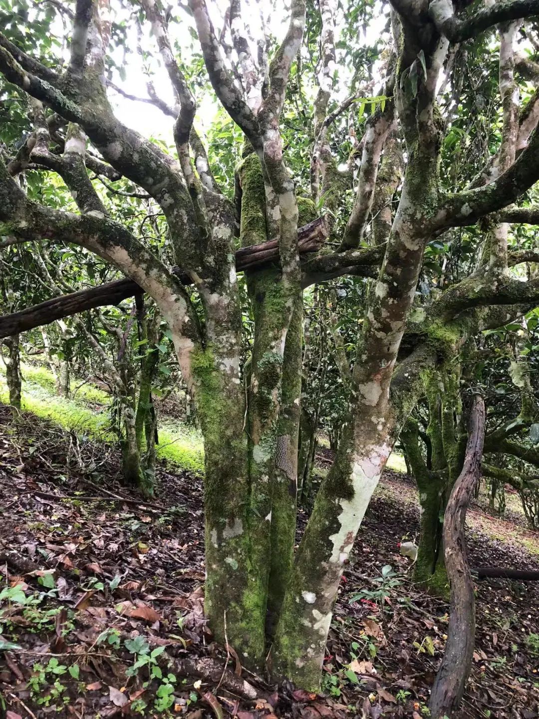 何为功夫茶,潮州功夫茶