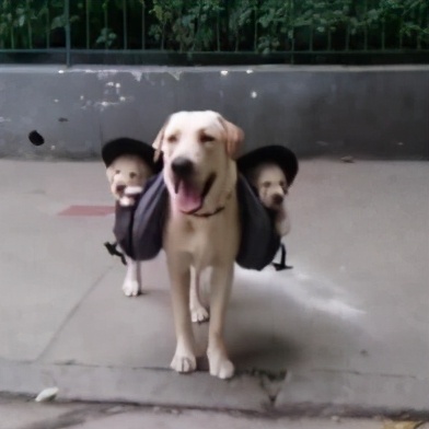 拉布拉多禁止饲养么,养拉布拉多用放笼子么