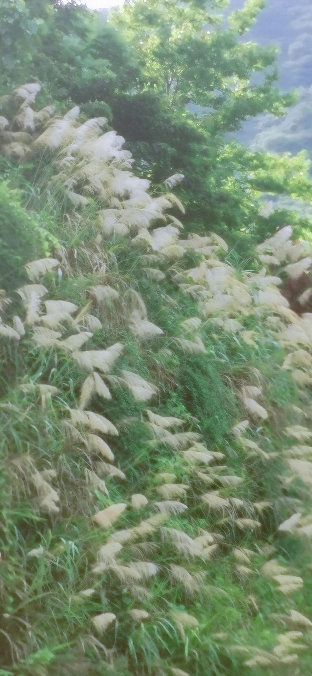 小小仙人掌开花生活处处充满惊喜,仙人掌科中的巨无霸