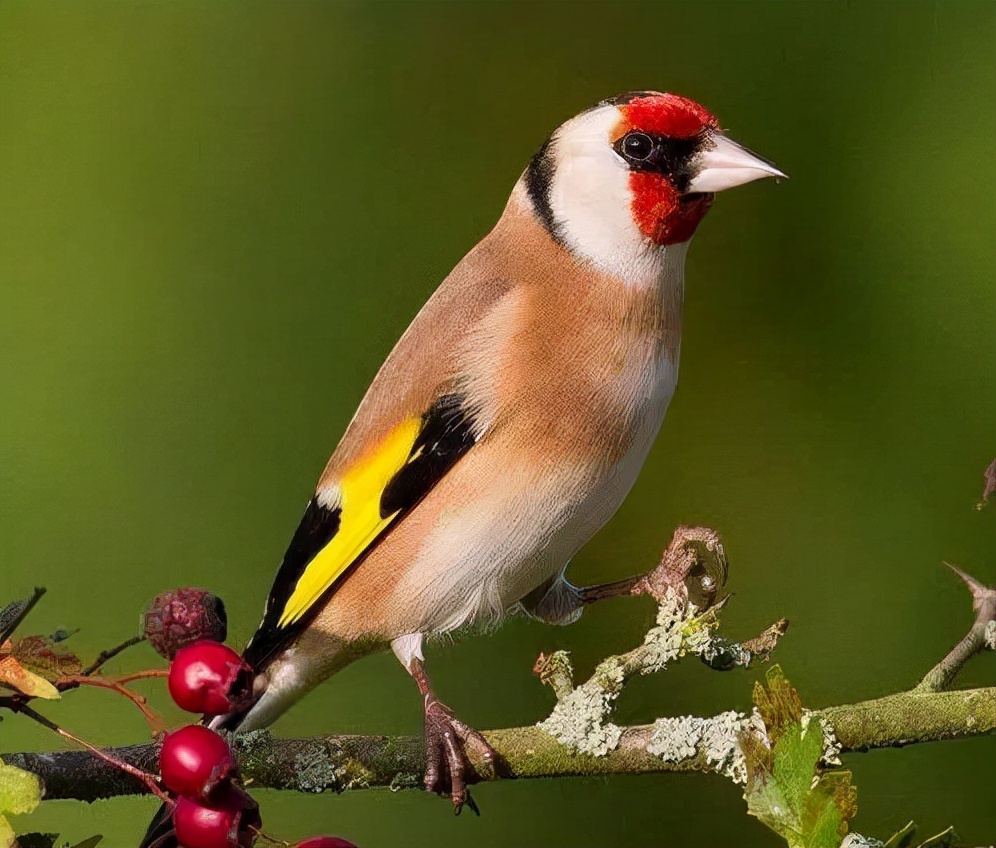 一种来自非洲的野鸟，被人工繁育出数百个品种，惊艳了整个世界