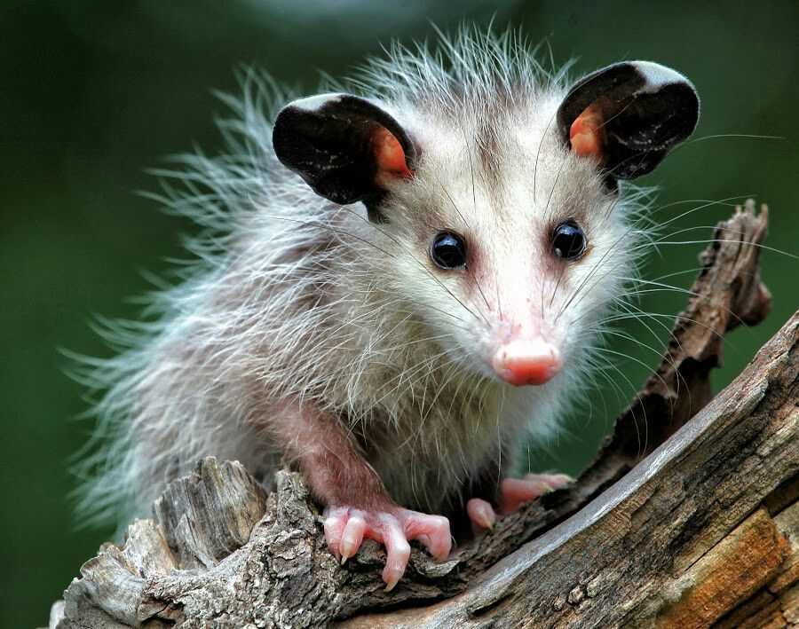 长着奇葩双生殖系统，却脸盲不识交配对象，雄负鼠乐享齐丁之乐