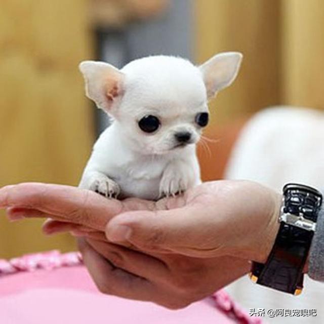 去国外进口或国内少数纯种繁育场购买纯种犬时，应索取的四个文件