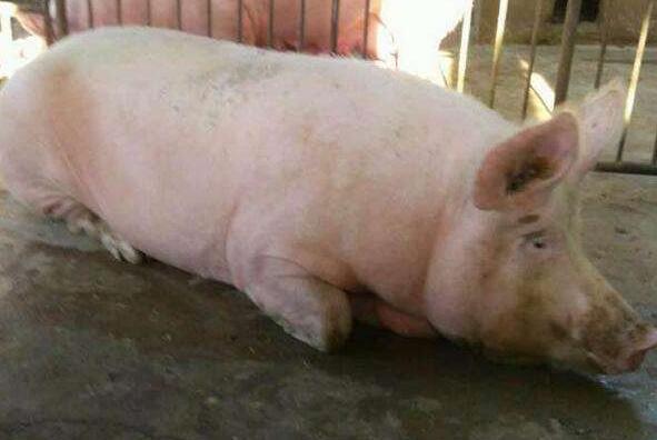 为什么怀孕母猪不能喂光玉米,怀孕母猪顽固性不吃食是什么原因