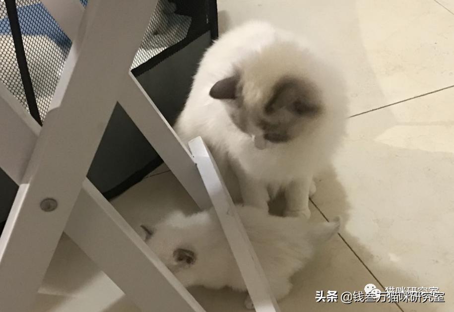 给大家介绍宠物托运的全过程,找托运宠物公司托运宠物注意什么