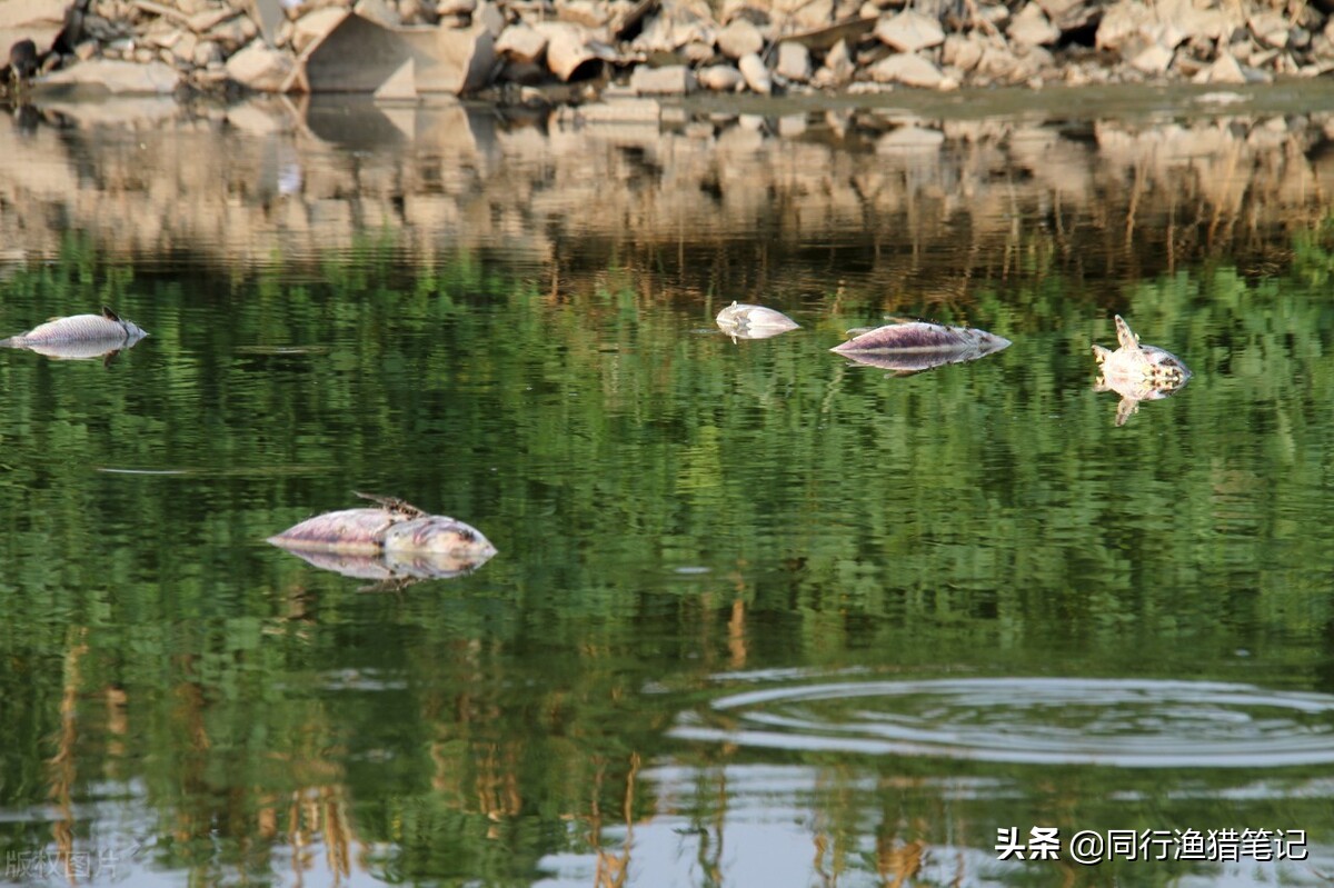 鱼缺氧如何增氧,鱼缺氧了是怎么自救