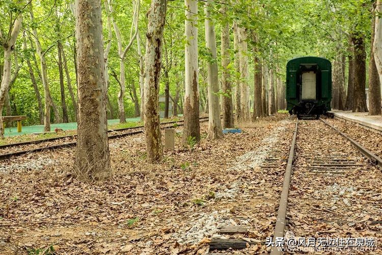 济南秋天的法国梧桐,济南一颗梧桐树