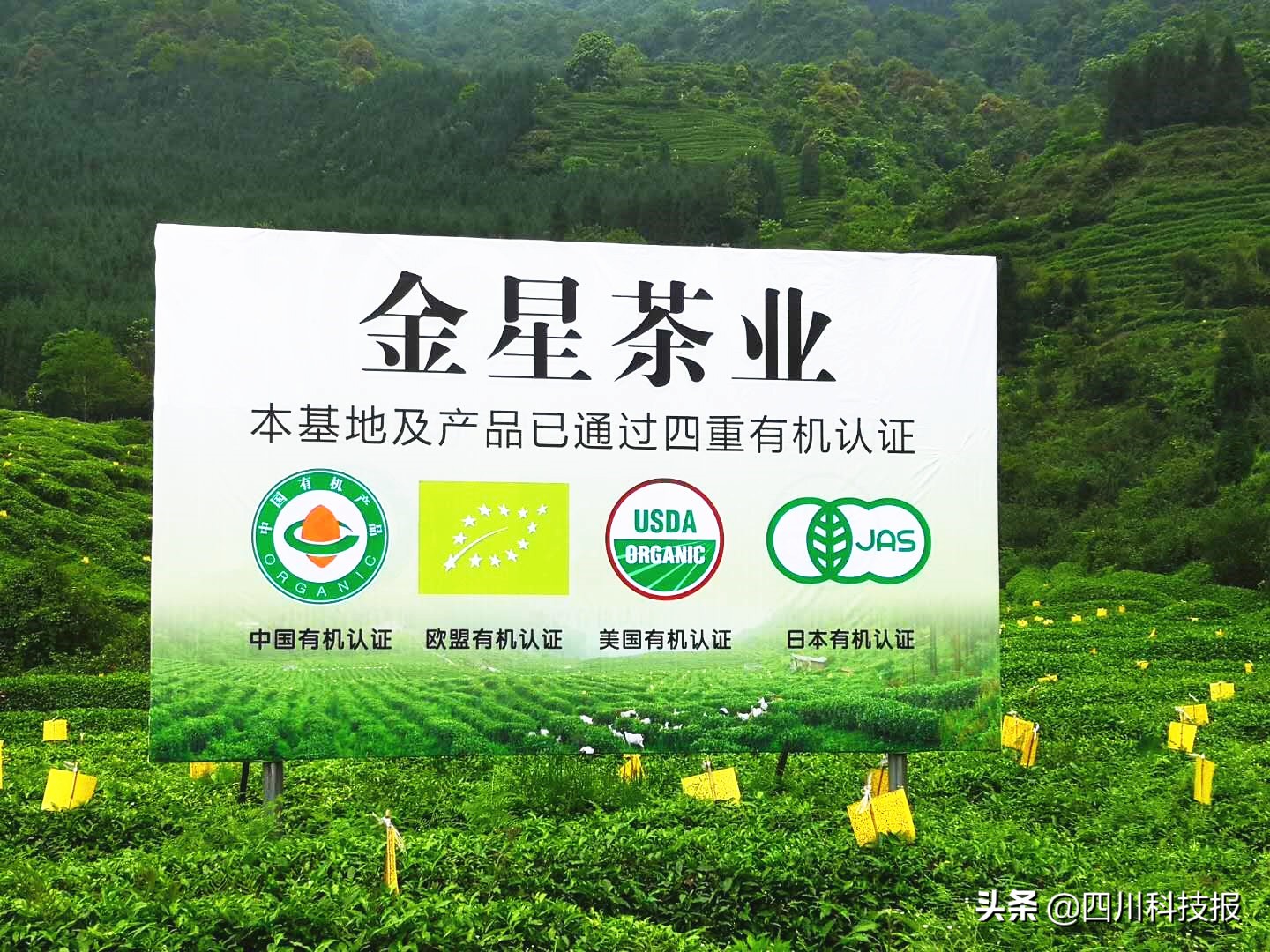 鲁润：让世界喝上天府有机茶