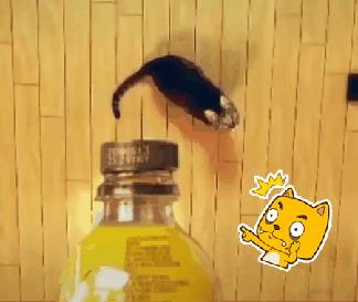 放下了七情六欲戴上金箍才能救你,带上金箍就不能有七情六欲了