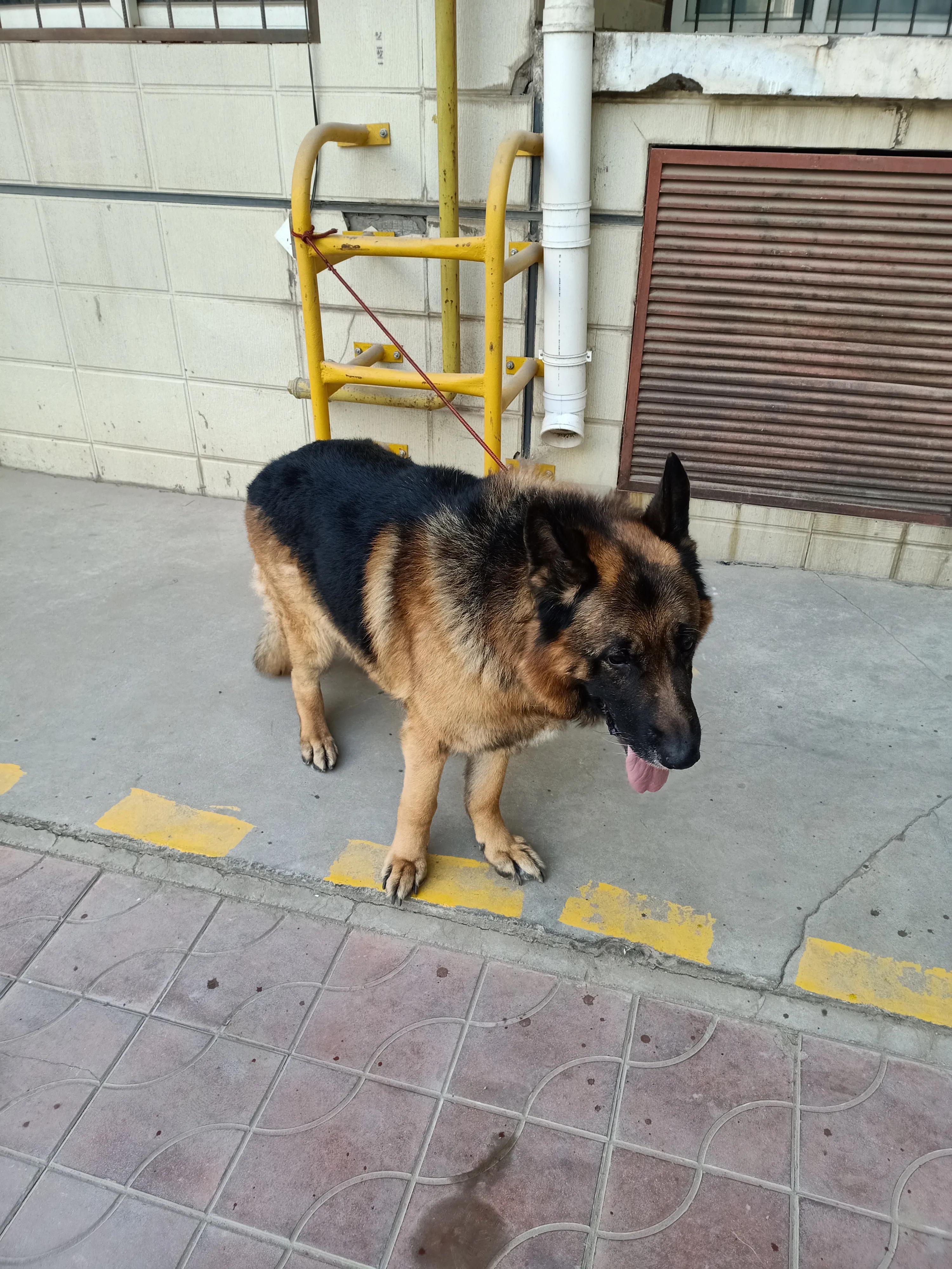 狗狗没有地方养了，怎么办？