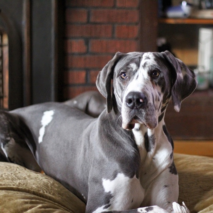 世界上最昂贵的10只狗,世界上最昂贵的狗品种