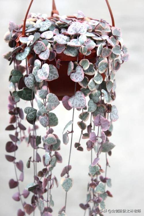 室内三种最旺家庭养植物,家居绿植哪些不适宜养