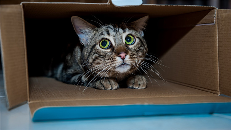 如何从猫咪的叫声中听懂信息,解读猫咪的各种叫声