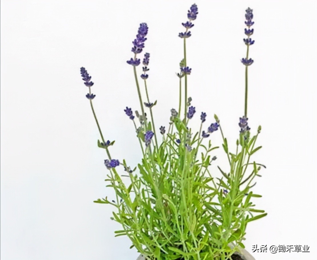 抹不去的记忆-狭叶薰衣草