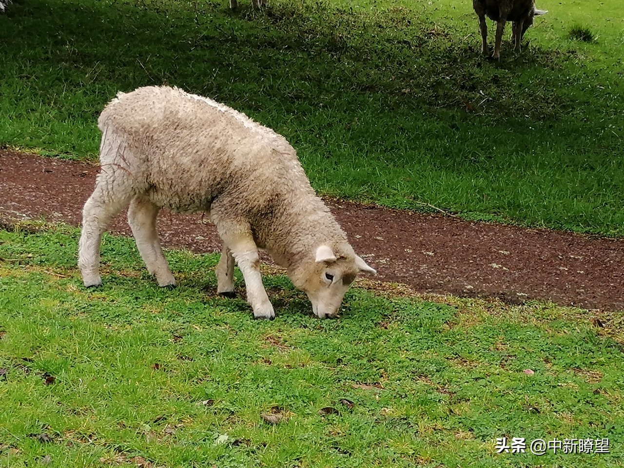 新西兰每周假日,新西兰节假日多少天