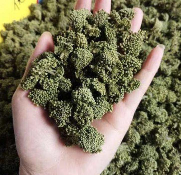 竹林下七叶草,竹林药草一斤能卖多少钱