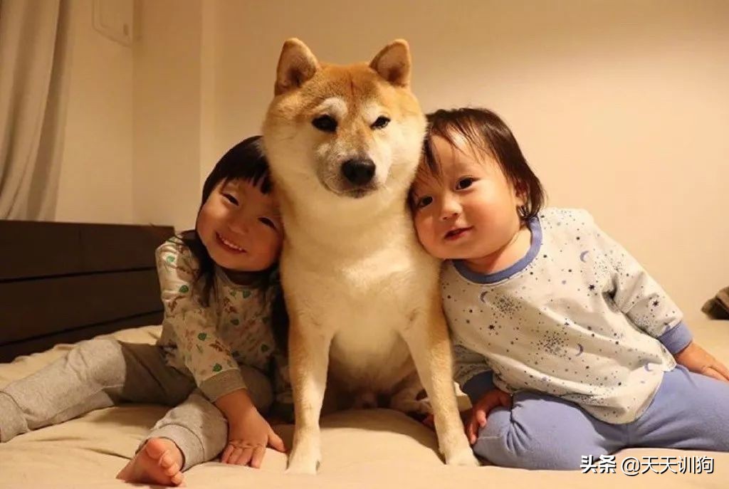 家里人都不同意养狗怎么办,想养狗怎么跟家里人说