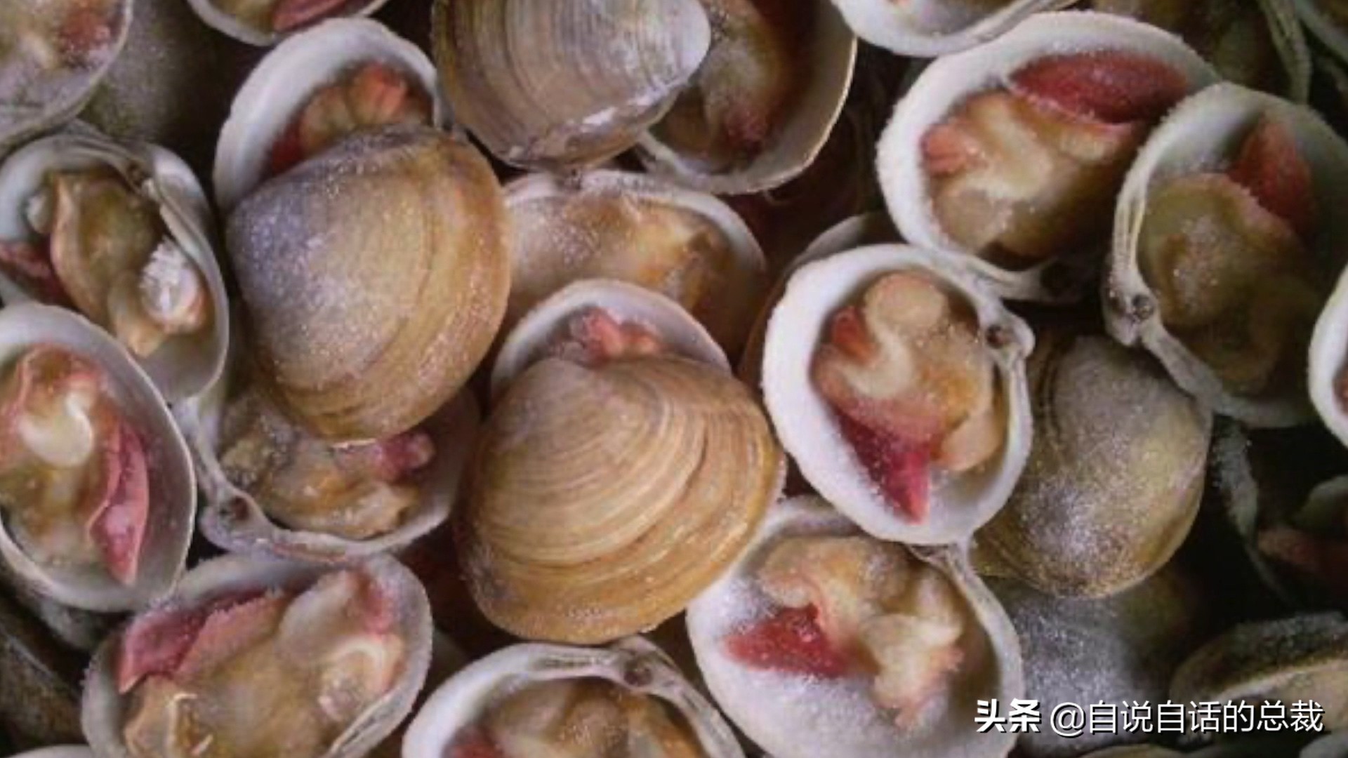 蚶蛤蛏蚬区别,蛤蜊蚶子蛏子区别