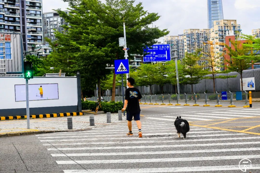 测评深圳湾,我直接被房租劝退