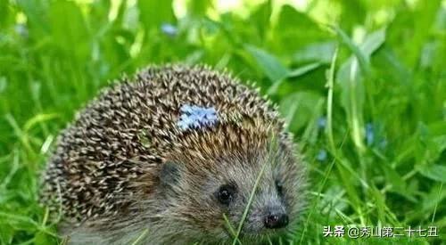 12种最适合懒人养的宠物便宜,什么宠物好养又干净又便宜又聪明