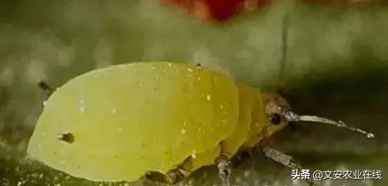 地下害虫怎么防治效果最好,多种地下害虫的防治方法