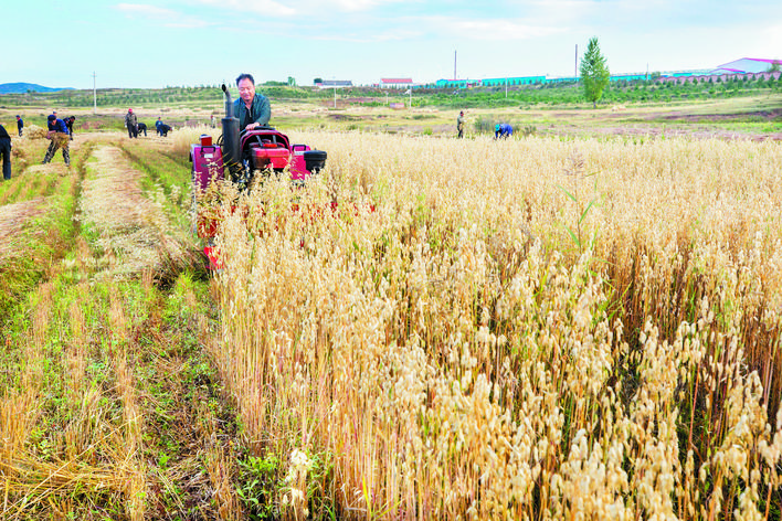 庆丰收感党恩山东各地丰收节活动,庆丰收感党恩宴席背景图片