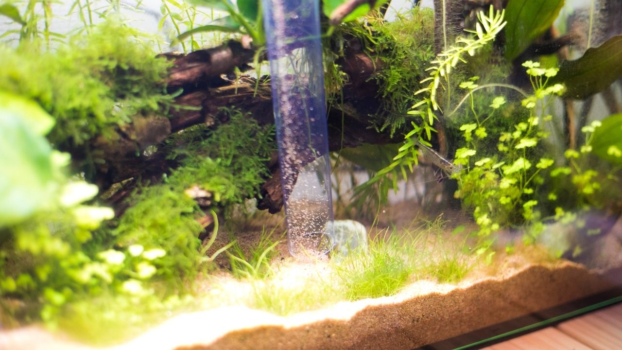 免换水生态鱼缸,如何给鱼缸换水