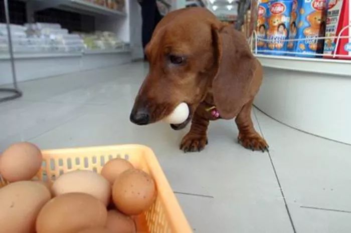 狗狗肾指标高可以吃蛋黄吗,狗狗得肾病能吃蛋黄吗