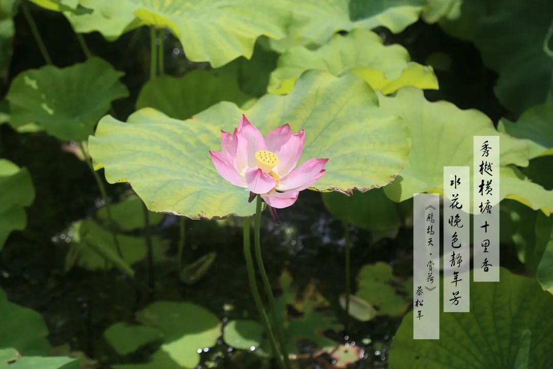 赏荷100首荷花短诗,一起赏荷花的诗词歌赋