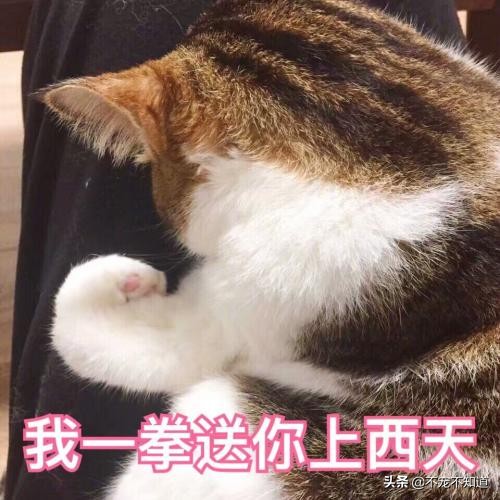 猫咪乱尿最快的在家解决办法,猫砂盆太脏了会导致猫咪乱尿吗