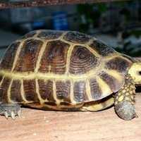 被过分*制抵**的爬宠，能不能存在于阳光之下？