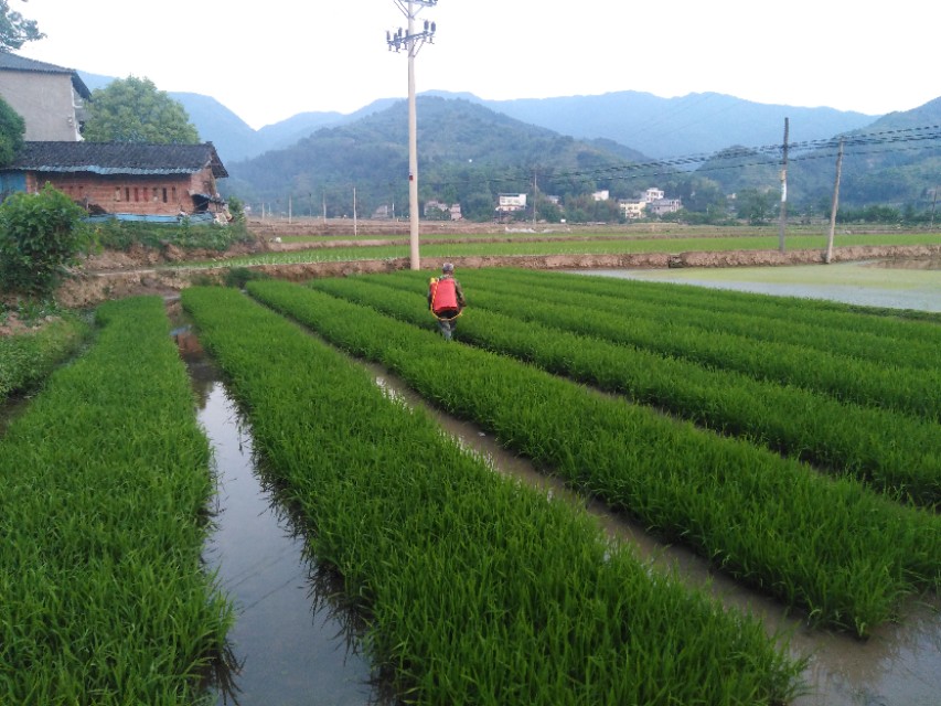 水稻肥不够叶黄,水稻施肥前施什么肥好