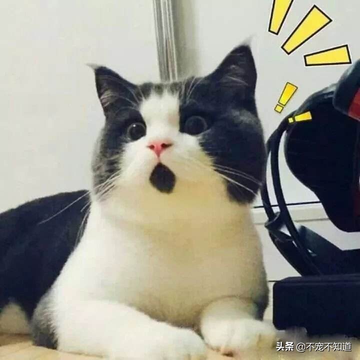 我家的猫一直流鼻涕,我家的猫老是干呕