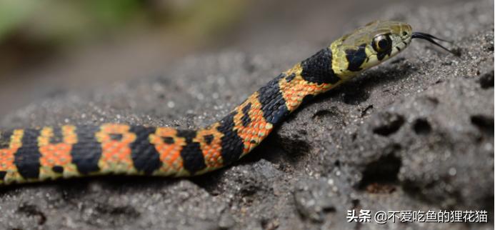 虎斑颈槽蛇：曾经被忽视的游蛇科有毒蛇类，毒液的来源靠收集？