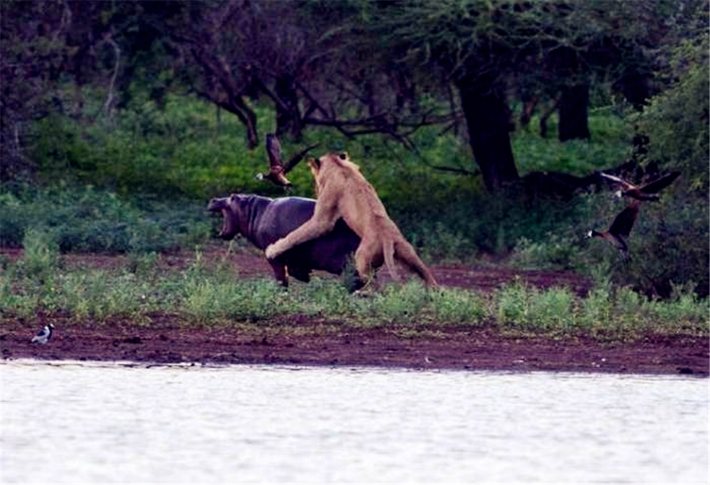 非洲狮偷袭小河马，被赶来的母河马救下，最后却落入公河马的嘴中