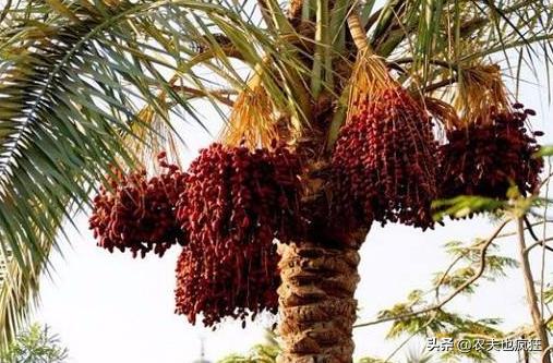 迪拜土豪最喜欢的3种水果,此果被誉为长寿果