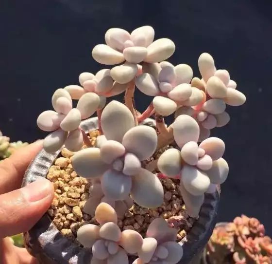 多肉早安图片大全,多肉大全100图