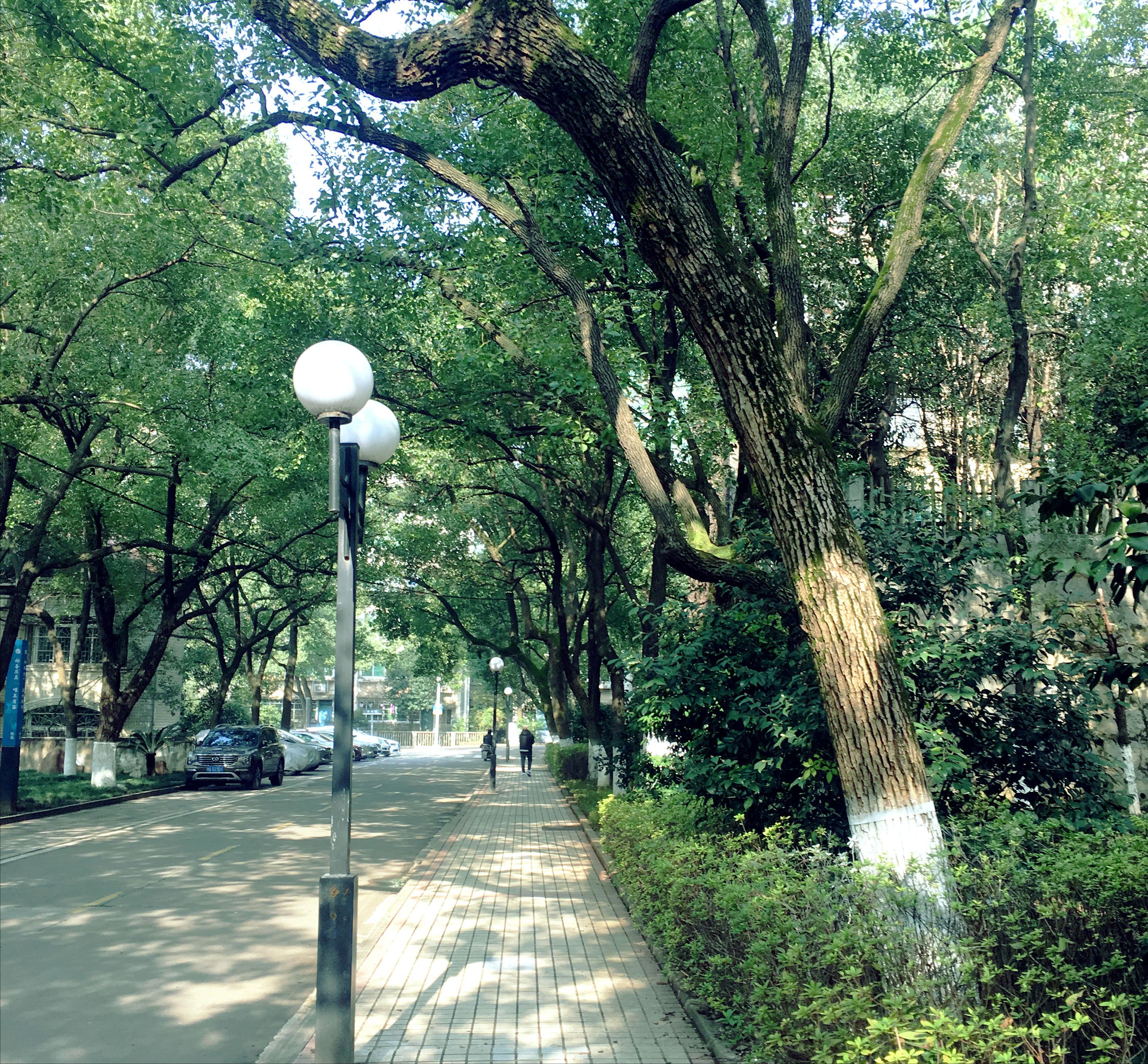 香樟往事,香樟往事电子版