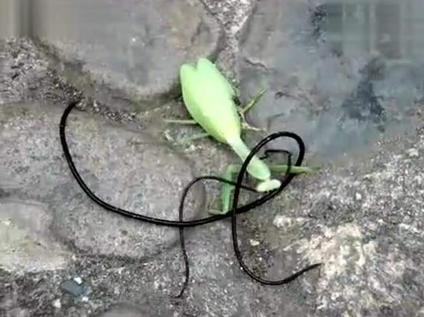 昆虫界的顶尖杀手,昆虫界的生存法则也残忍