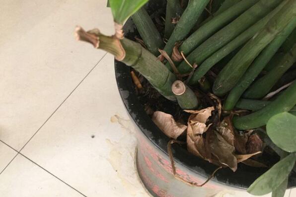 金钱树叶子长虫怎么治,金钱树虫害症状及防治